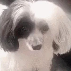 Meet your Posher, Thuy